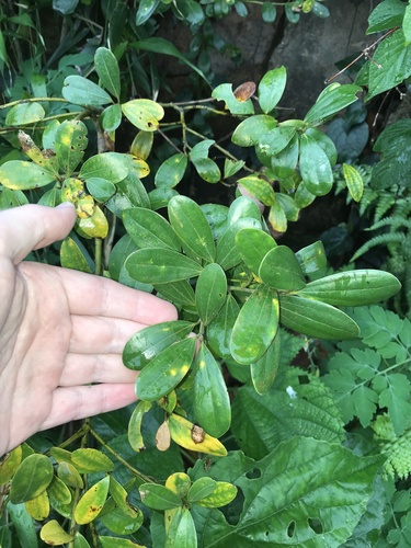 Cinnamomum daphnoides, photograph 2