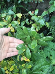 Cinnamomum daphnoides, photograph author not stated, no rights reserved