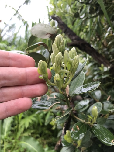 Cinnamomum daphnoides iNat (2)