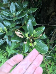 Cinnamomum daphnoides, photograph author not stated, no rights reserved