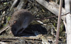Oryzomys palustris