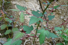 Rubus trianthus