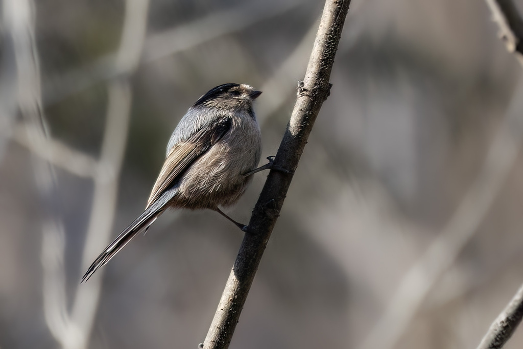 Silver-Throated Bushtit