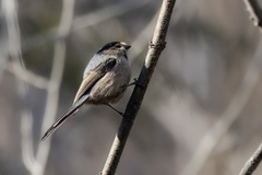 Silver-Throated Bushtit photo 1
