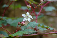 Rubus trianthus