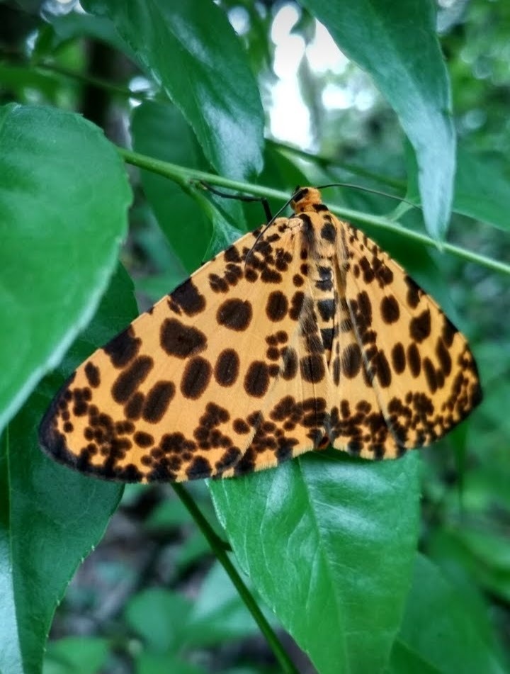 Orange Magpie Moth from Mui Wo, Hong Kong on April 24, 2020 at 04:57 PM ...