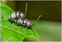 Omophoita octoguttata