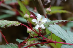 Rubus trianthus