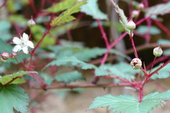 Rubus trianthus