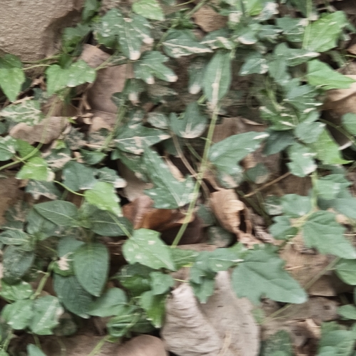 Cocculus hirsutus, photograph 2