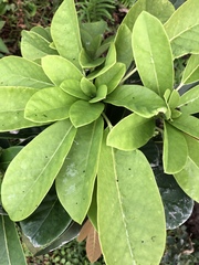 Daphniphyllum calycinum