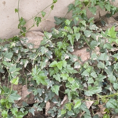 Cocculus hirsutus, photograph (c) Raja Sekhar Chimirala, some rights reserved (CC BY)