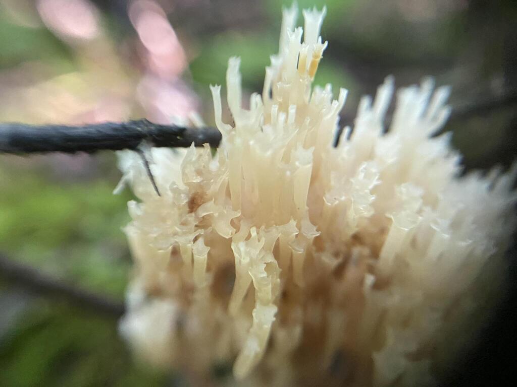 crown-tipped coral fungus · July 2026 · photo: Photo: (c) Arthur Whiting, some rights reserved (CC BY) · iNaturalist