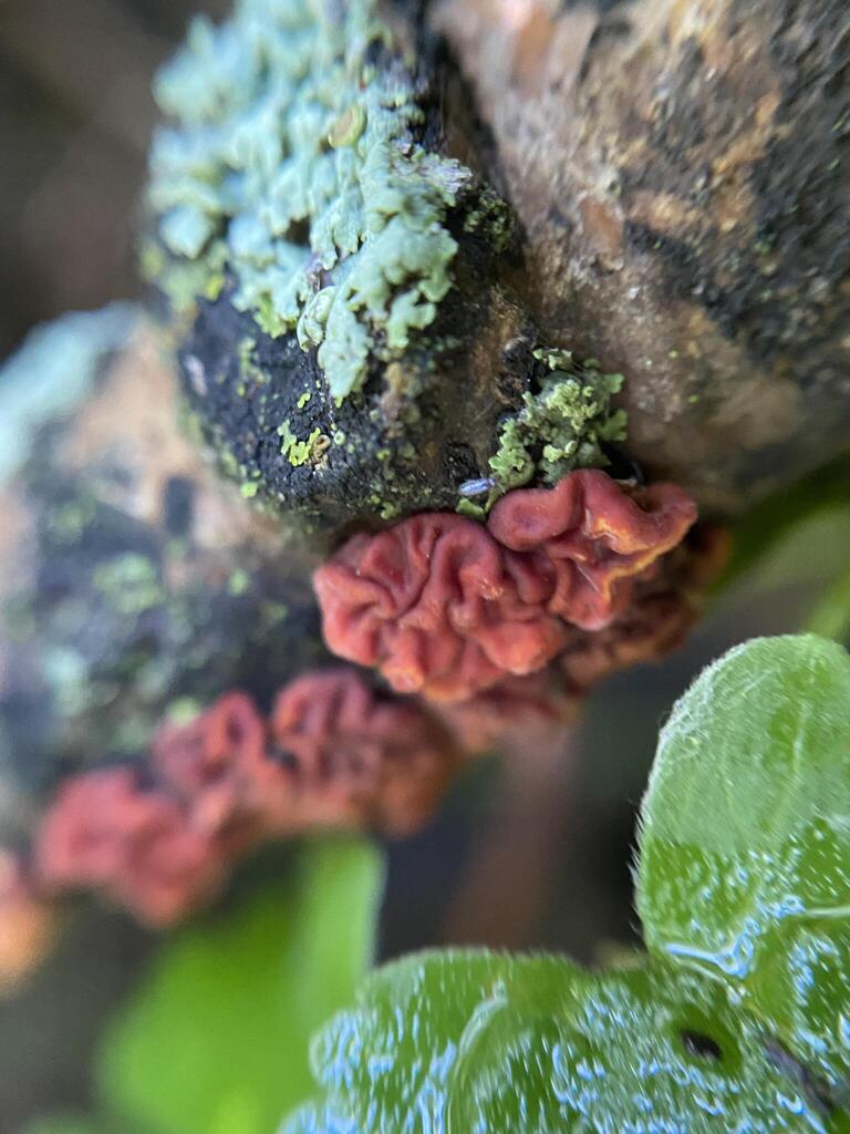 Red Tree Brain Fungus · July 2026 · photo: Photo: (c) Arthur Whiting, some rights reserved (CC BY) · iNaturalist