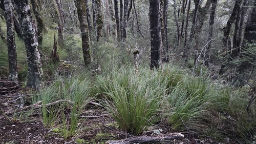 Chionochloa cheesemanii, 2026-07-01