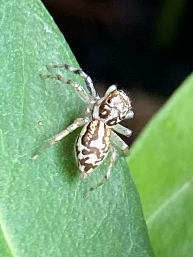 Multi-Coloured Phintella