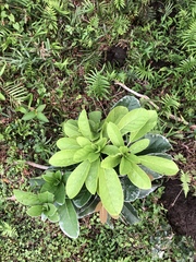 Daphniphyllum calycinum