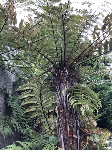 Dicksonia squarrosa