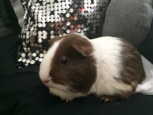 Domestic Guinea Pig