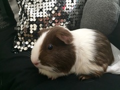 Domesticated Guinea Pig photo 5