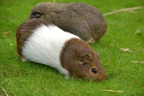 Domestic Guinea Pig