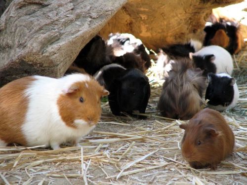 Domestic Guinea Pig
