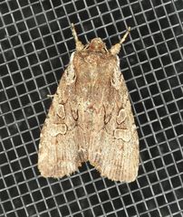 Lithophane oriunda