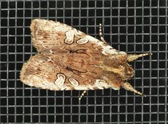 Lithophane oriunda