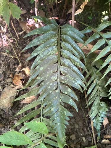 Asplenium wrightii observed 2026-07-03
