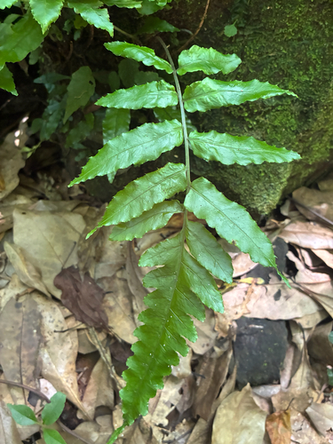 Bolbitis subcordata observed 2026-07-03
