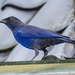 Taiwan Whistling-Thrush - Photo (c) 戴安國, some rights reserved (CC BY-NC)