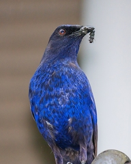 Taiwan Whistling-Thrush photo 3