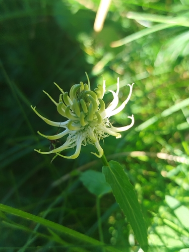 Spiked rampion