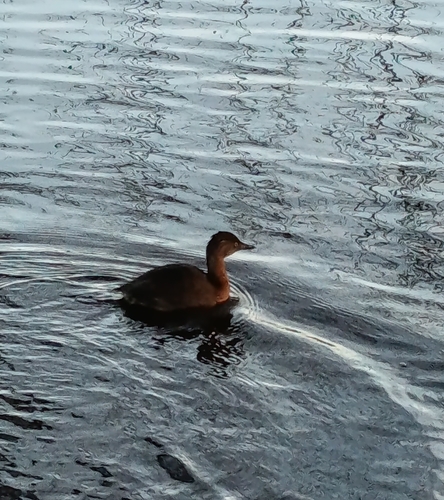 New Zealand Grebe