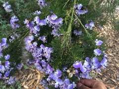 Psoralea pinnata