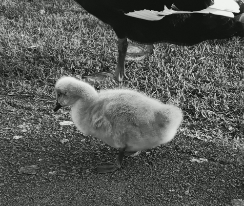 Black Swan