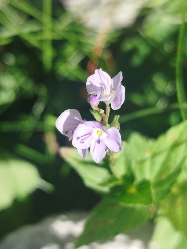 Nettle-leaved Speedwell