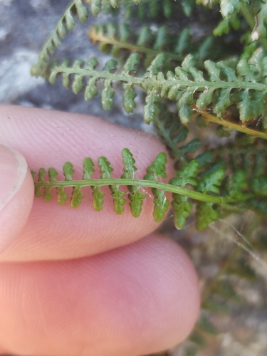 Smooth rock spleenwort