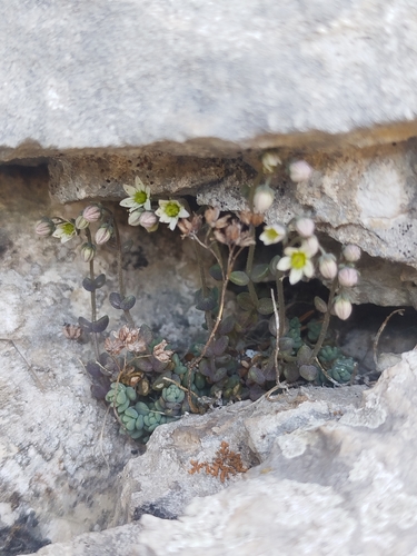 thick-leaved stonecrop