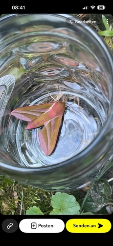 Elephant Hawkmoth
