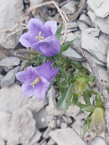 Pyrenean Bellflower