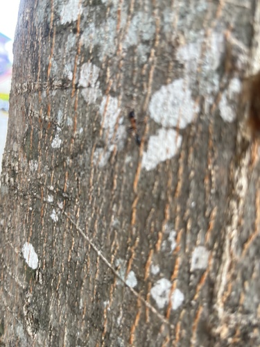 Arboreal Bicolored Slender Ant