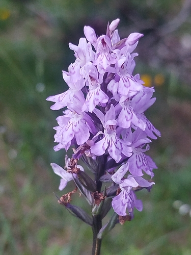Common Spotted Orchid