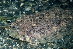 Zeugopterus punctatus