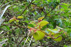 Actinidia setosa
