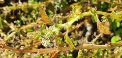 Amaranthus blitum oleraceus