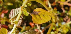 Amaranthus blitum oleraceus