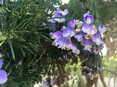 Psoralea pinnata