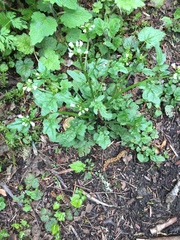 Cardamine breweri