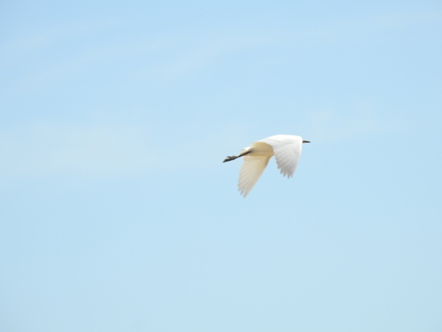 Little Egret